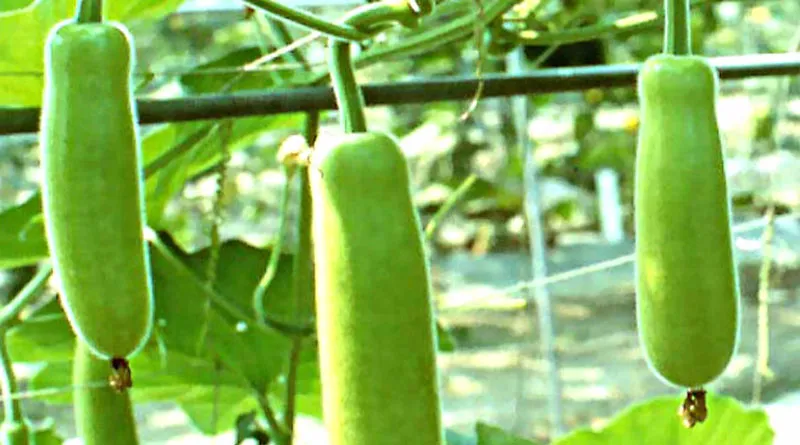 लौकी की खेती से 60 दिन में छप्पर फाड़ कमाई, मार्च में अपनाएं ये बेड विधि और बनें लाखों के मालिक