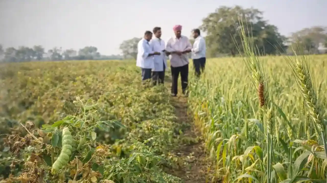 मार्च की गर्मी से गेहूं की फसल बचाने का आसान तरीका जानिए दाने क्यों रह जाते हैं छोटे और कैसे बढ़ेगी पैदावार