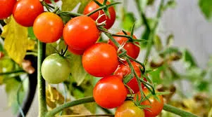 गर्मी में टमाटर की खेती से होगा बड़ा मुनाफा सही तरीका अपनाते ही शुरू होगी तगड़ी कमाई