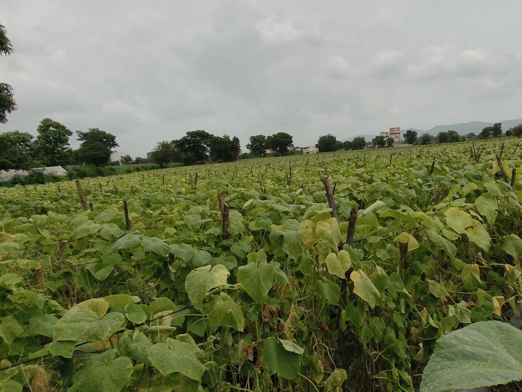 Cucumber Farming Profit: गर्मियों में कम लागत में ककड़ी की खेती से करें जबरदस्त कमाई सिर्फ 90 दिन में तैयार होगी फसल