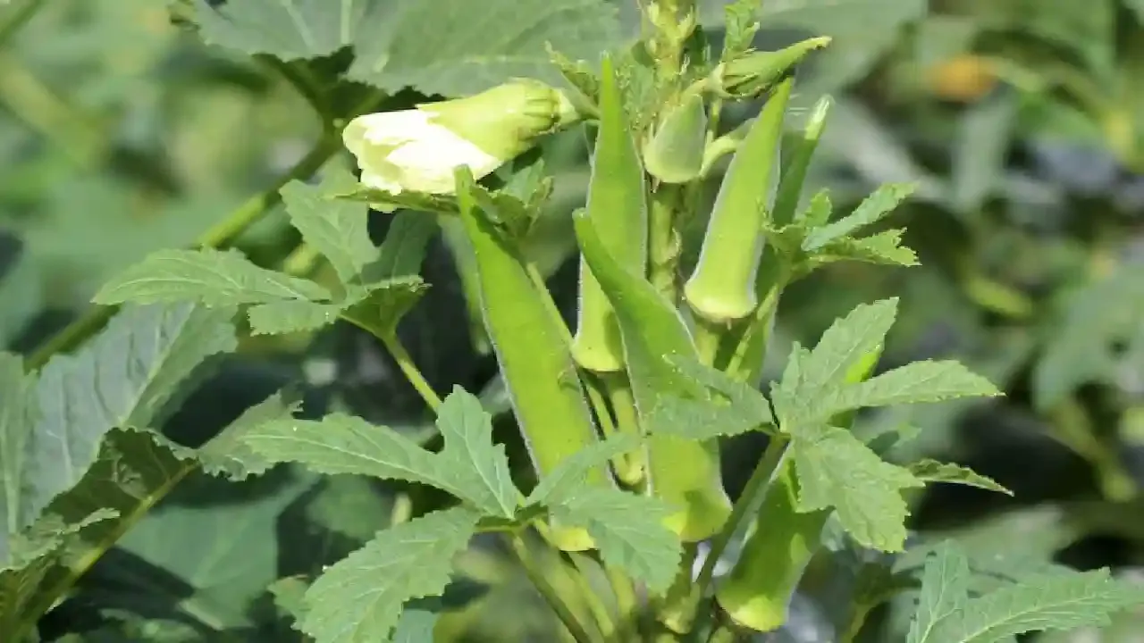 गर्मी में भिंडी की खेती से कमाएं तगड़ा मुनाफा कम समय में तैयार फसल देगी 20 टन तक पैदावार और जबरदस्त कमाई