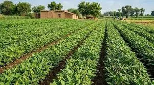 सरसों कटते ही लगाएं ये फसल, 60 दिन में खेत से बरसेगा पैसा और मुनाफा होगा डबल