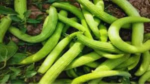 ककड़ी की खेती में खतरनाक रोग और लाल कीड़ा से ऐसे करें बचाव वरना पूरी फसल हो सकती है खराब