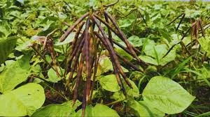 रबी के बाद कमाई का शानदार मौका, 60 दिन में तैयार होगी मूंग की फसल, कम लागत में 50 हजार तक मुनाफा