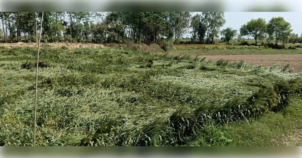 मुजफ्फरनगर: मोरना में बेमौसम बारिश और आंधी का कहर