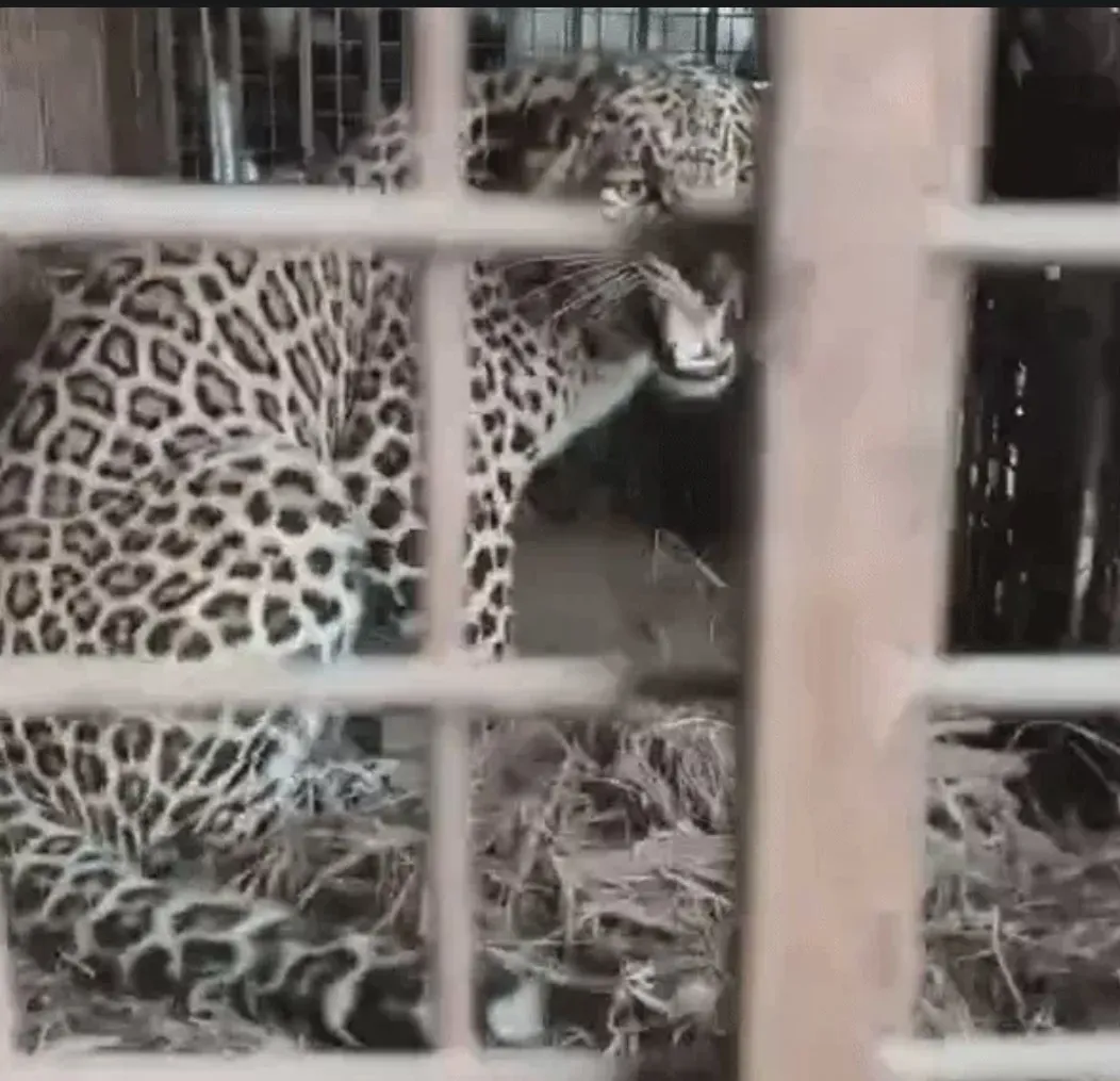 बिजनौर में गुलदार पिंजरे में कैद, ग्रामीणों ने ली राहत की सांस