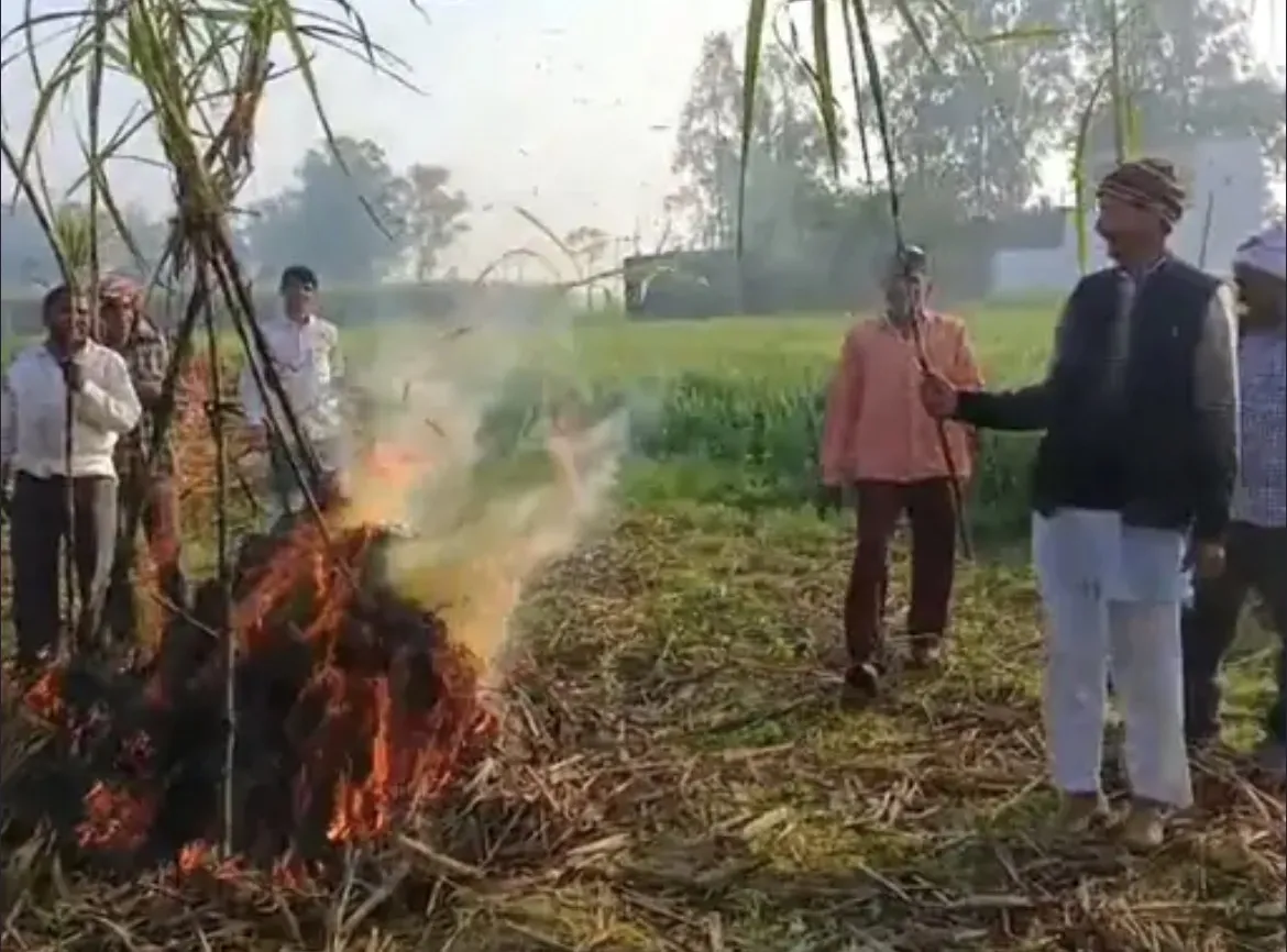 संभल में किसानों ने गन्ने की होली जलाकर जताया विरोध, 600 रुपये प्रति क्विंटल मूल्य की मांग