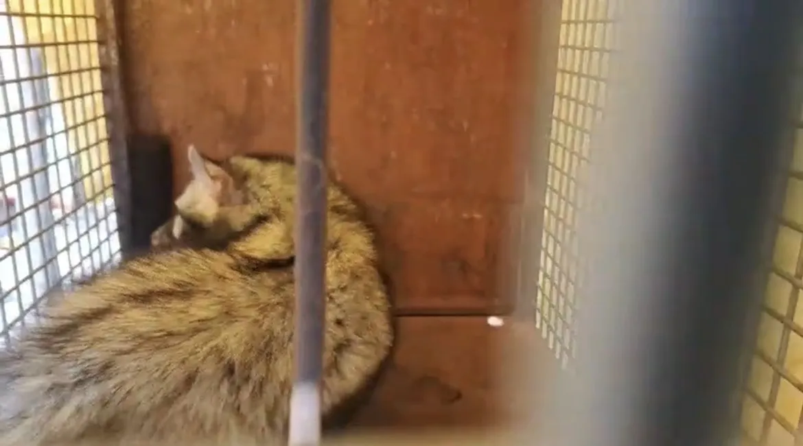 मुरादाबाद कलेक्ट्रेट में खौफ: डीएम ऑफिस के रिकॉर्ड रूम में घुसा 'कब्र बिज्जू', 