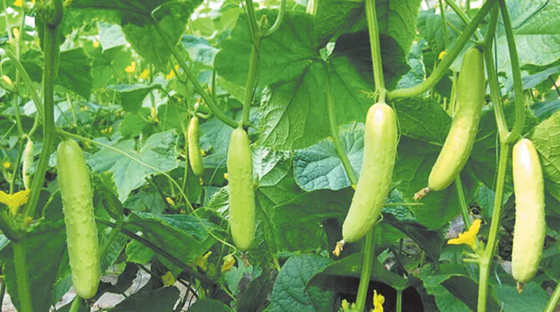 मार्च में शुरू करें खीरे की खेती, गर्मियों में होगी ताबड़तोड़ कमाई, जानें ज्यादा उत्पादन का आसान फार्मूला