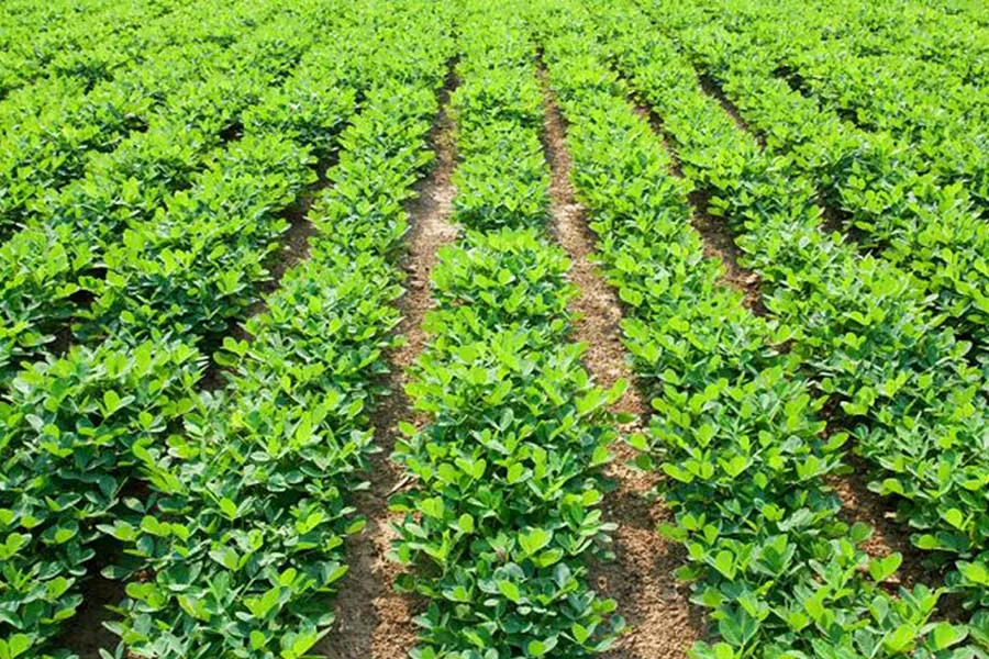 मार्च अप्रैल में करें मूंगफली की खेती खाली खेत से होगी जबरदस्त कमाई जानें बुवाई का सही समय और उन्नत किस्मों का पूरा राज