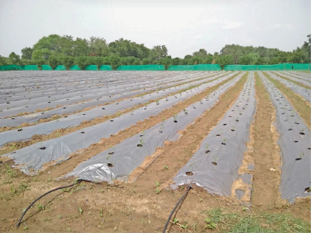 प्लास्टिक मल्चिंग से बढ़ेगी सब्जी की पैदावार कम खर्च में ज्यादा उत्पादन जानिए खेती का आसान तरीका