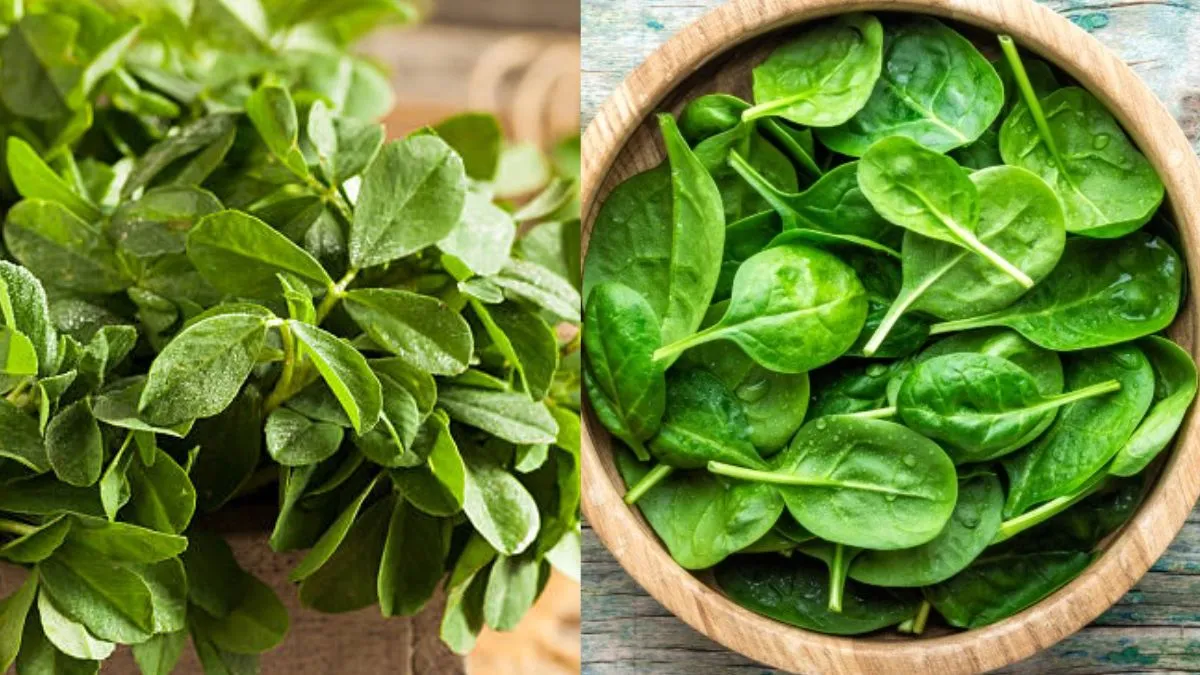 गर्मियों में घर पर उगाएं पालक और मलमला, कम खर्च में पाएं ताजी सब्जियां और बेहतर सेहत