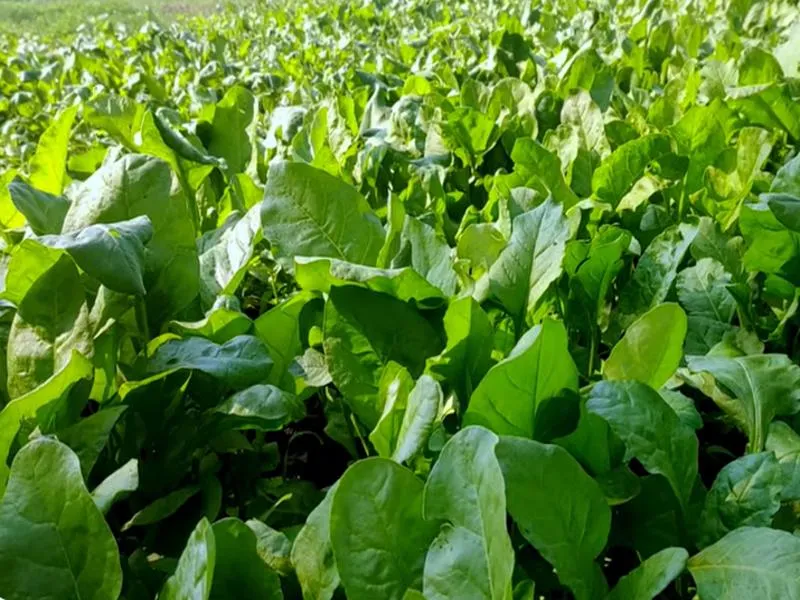 Palak Ki Kheti से किसानों को शानदार मुनाफा कम लागत में तैयार होने वाली फसल बदल रही किसानों की किस्मत