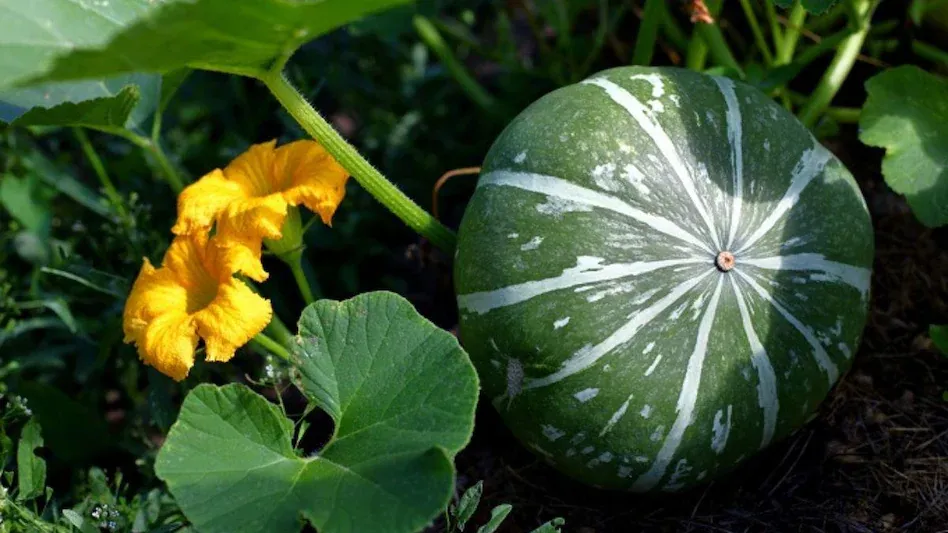 मार्च में कद्दू की खेती से कमाएं मोटा मुनाफा , 90 दिन में तैयार फसल, 240 क्विंटल तक उत्पादन का सुनहरा मौका