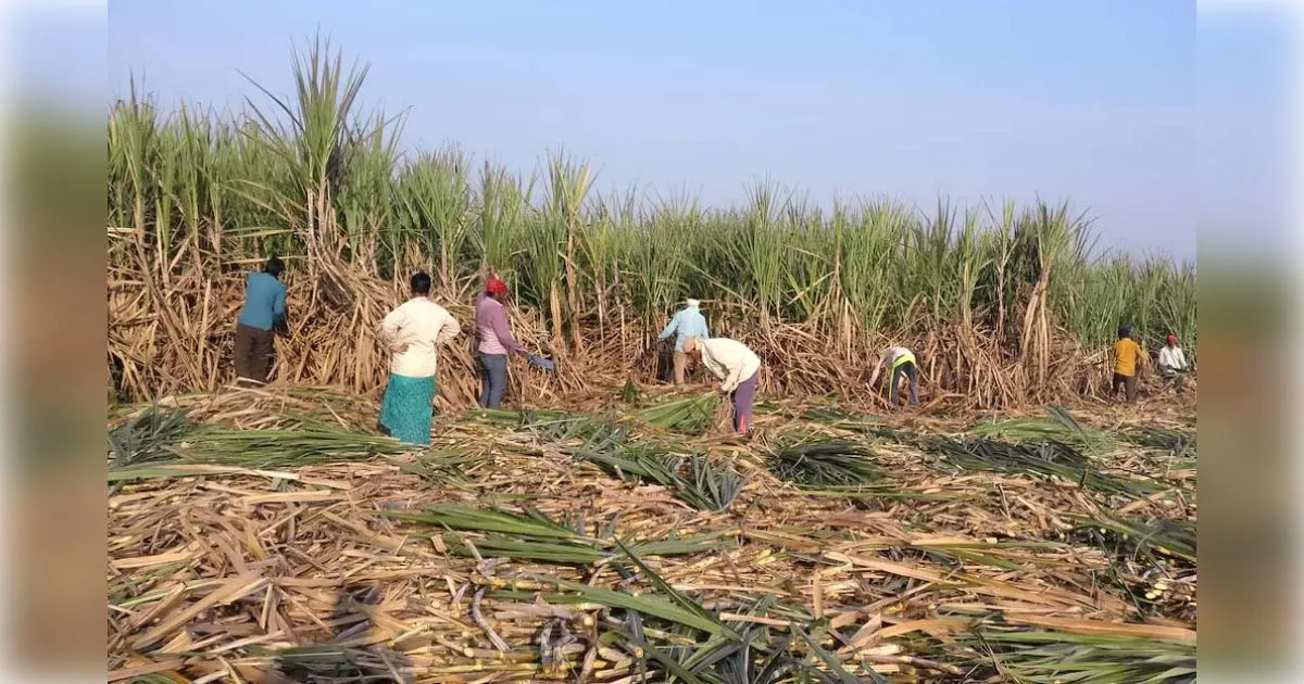 मुजफ्फरनगर के रामराज में गन्ना कटाई के विवाद में पुलिस ने दबोचे दो वांछित आरोपी