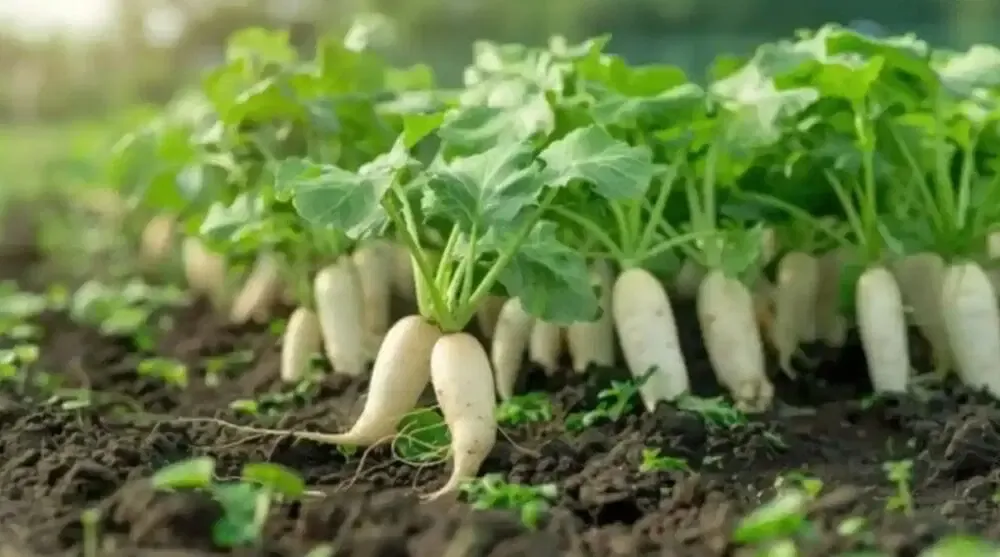 30 से 45 दिन में तैयार होने वाली यह खेती किसानों को दे रही लाखों की कमाई कम लागत में बड़ा मुनाफा