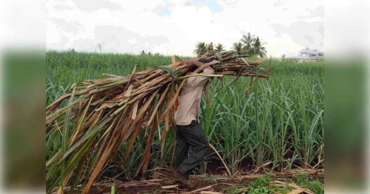 शामली में गन्ने की कटाई करते किसान को सांप ने डसा, हालत बिगड़ने पर जिला अस्पताल रेफर