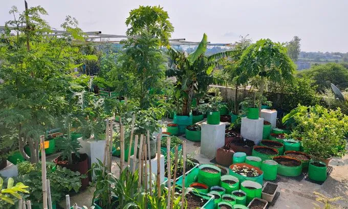 घर की छत पर उगाएं ताजी और केमिकल फ्री सब्जियां गर्मियों में किचन गार्डन से मिलेगा हेल्दी खाना और बचेंगे पैसे