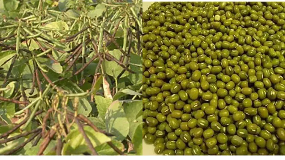देर से बुवाई में भी देगी जबरदस्त उत्पादन ये मूंग की किस्में जानिए सही वैरायटी और कमाई का आसान तरीका