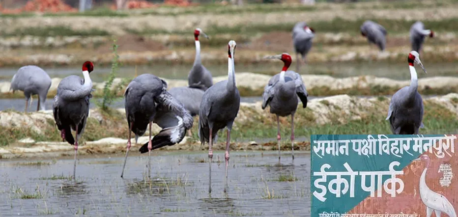 यूपी: मैनपुरी और इटावा में विकसित होगा 'सारस सर्किट', इको-टूरिज्म को मिलेगी नई उड़ान