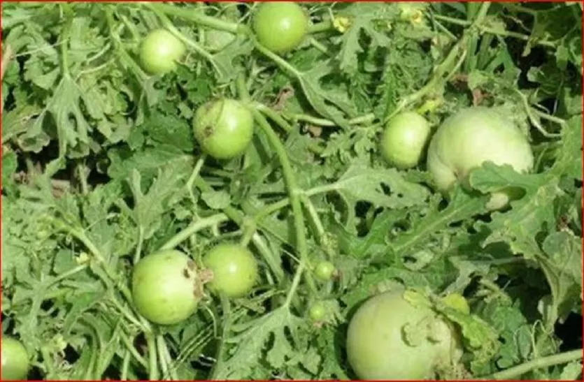 टिंडे की खेती से 45 दिन में होगी तगड़ी कमाई कम लागत में अच्छी पैदावार से किसानों को लाखों का मुनाफा