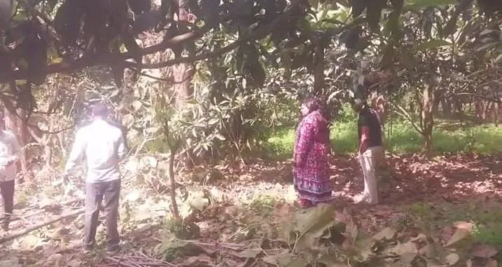 शामली: हरे-भरे सागौन के पेड़ों पर चला माफियाओं का आरा, वन विभाग ने शुरू की बड़ी कार्रवाई