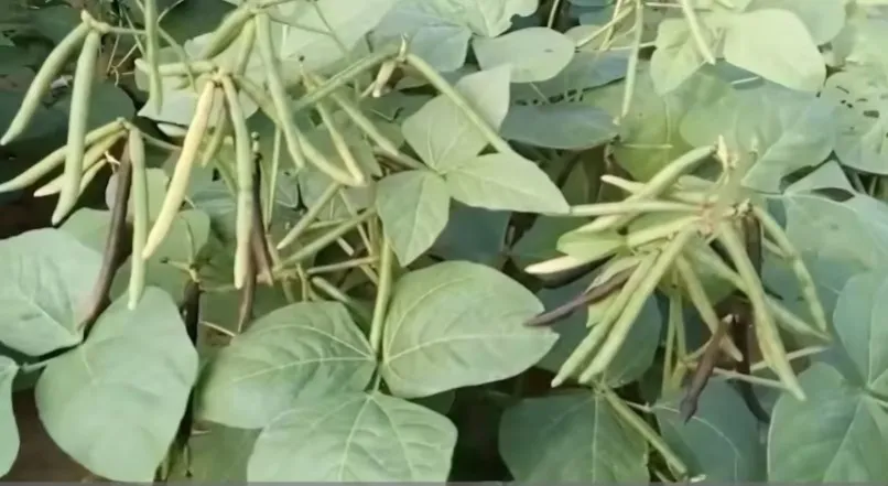 गेहूं कटते ही बदल जाएगी किसानों की किस्मत गर्मी में ये फसल लगाकर कुछ ही दिनों में शुरू होगी कमाई और मिलेगा लाखों का तगड़ा मुनाफा