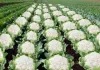 Cauliflower cultivation January: जनवरी में फूलगोभी की खेती से होगी बंपर कमाई, सही रोपाई तकनीक से मुनाफा तय