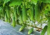 kheera kheti guide: गर्मी से पहले खीरे की खेती शुरू करें, सही तकनीक से मिलेगा शुरुआती बाजार और मोटा मुनाफा