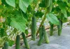 Cucumber Cultivation Tips: फरवरी मार्च में शुरू करें खीरा और ककड़ी की वैज्ञानिक खेती, कम समय में पाएं जबरदस्त मुनाफा