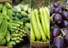 मार्च में करें इन सब्जियों की खेती कम लागत में पाए शानदार मुनाफा और तेजी से बढ़ाएं आमदनी