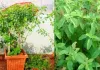 Tulsi Plant: सूख चुका तुलसी का पौधा फिर से हरा भरा बनाने का आसान घरेलू तरीका