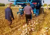Cotton Picking Machine से बदलेगी कपास की खेती केंद्रीय कृषि अभियांत्रिकी संस्थान की नई मशीन से कम लागत में बढ़ेगी किसानों की आमदनी