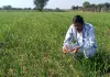 लहसुन की फसल में जड़ गलन और फफूंद का खतरा, समय पर करें सही उपचार वरना घटेगी पैदावार, जानें पूरी वैज्ञानिक सलाह
