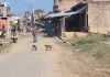 सीतापुर के गांवों में बंदरों का आतंक, ग्रामीणों ने राष्ट्रपति और पीएम से लगाई मदद की गुहार