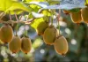 kiwi farming at home hindi: घर पर कीवी उगाने का आसान तरीका छत बालकनी या आंगन में लगाएं कीवी का पौधा और पाएं ताजे फल