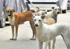 भोपाल में कुत्ते ने बढ़ाई अधिकारियों की मुसीबत भेल के कर्मचारी 8 दिन तक सड़कों और खेतों में ढूंढते रहे कुत्ते