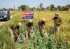 मुजफ्फरनगर: गेहूं के बीच लहलहा रही थी अफीम की फसल, पुलिस की सर्जिकल स्ट्राइक से फैली सनसनी