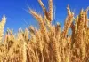 तेज गर्मी से फसलों को बड़ा खतरा, गेहूं और सब्जियों की पैदावार पर असर, कृषि वैज्ञानिकों ने बताए Heat Protect Crops के जरूरी उपाय