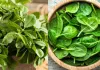 गर्मियों में घर पर उगाएं पालक और मलमला, कम खर्च में पाएं ताजी सब्जियां और बेहतर सेहत