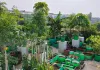 घर की छत पर उगाएं ताजी और केमिकल फ्री सब्जियां गर्मियों में किचन गार्डन से मिलेगा हेल्दी खाना और बचेंगे पैसे