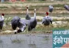 यूपी: मैनपुरी और इटावा में विकसित होगा 'सारस सर्किट', इको-टूरिज्म को मिलेगी नई उड़ान