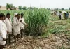 मुजफ्फरनगर: खेत में गन्ना बांधते समय सांप के डसने से युवक की मौत, जिला अस्पताल में नहीं मिला टीका