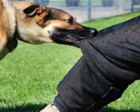 सहारनपुर: पालतू कुत्ते ने 5 वर्षीय बच्चे पर हमला कर गंभीर रूप से घायल किया