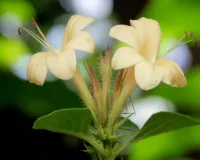 वज्रदंती: मसूड़ों की सूजन, दर्द या बदबू? हर समस्या की छुट्टी कर देगा ये छोटा सा फूल