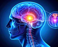 मटर के दाने जितनी छोटी ग्रंथि, लेकिन आपकी नींद, मूड और चेतना तक सब कुछ करती है कंट्रोल 