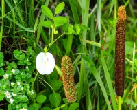 आयुर्वेद का शक्तिशाली त्रिवेणी संयोजन, जो रखे आपकी मेंटल हेल्थ का ख्याल 