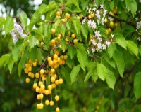 बकायन: आयुर्वेद की चमत्कारी औषधि, जो शरीर को अंदर से करती है साफ