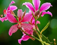 बवासीर के लिए काल है कचनार के पेड़ की जड़, जान लें प्रयोग का सही तरीका