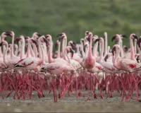 भारत के रामसर नेटवर्क में दो और वेटलैंड्स शामिल; पीएम मोदी ने जताई खुशी